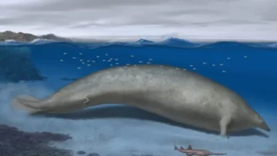新種クジラの化石発見？！
