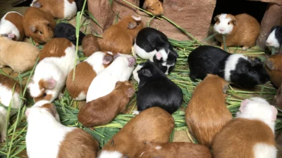 ペルーの可愛いモルモット、クイ