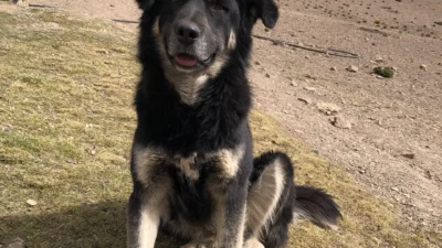 ペルーには犬がいっぱい