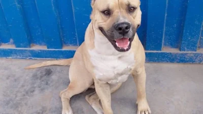 アレス隊長の近況報告