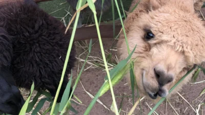 ペルーを代表する動物